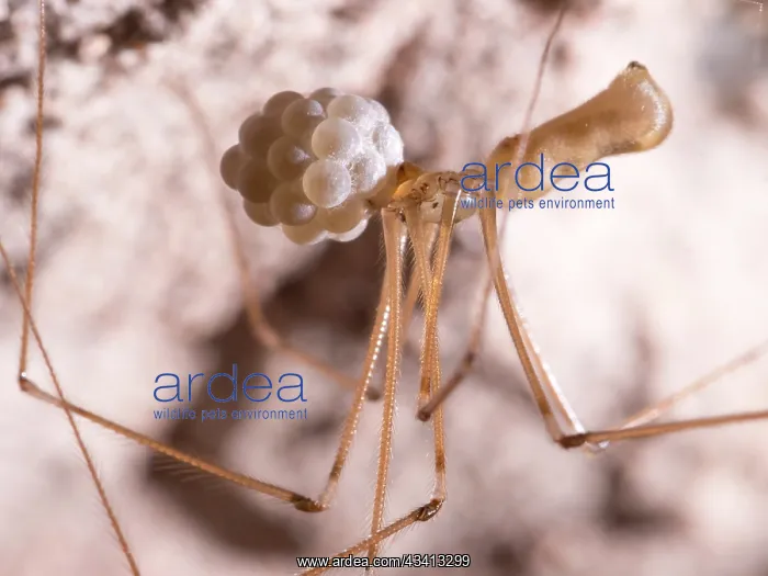: Cellar Spider - female with eggs - UK : Cellar Spider - female with eggs - UK