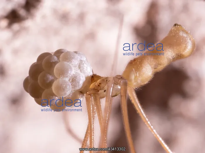 : Cellar Spider - female with eggs - UK : Cellar Spider - female with eggs - UK