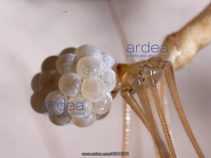 : Cellar Spider - female with eggs - UK : Cellar Spider - female with eggs - UK