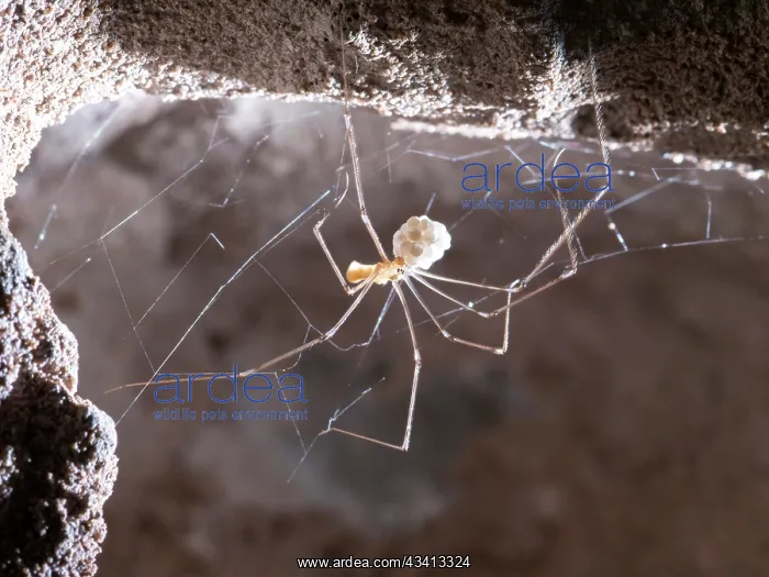 : Cellar Spider - female with eggs - UK : Cellar Spider - female with eggs - UK