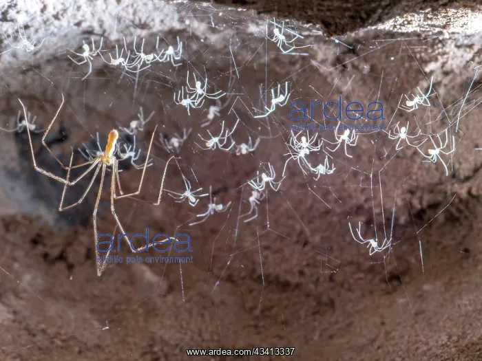 : Cellar Spider - female with hatched spiderlings - UK : Cellar Spider - female with hatched spiderlings - UK