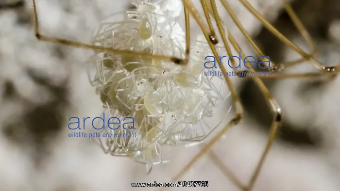 : Cellar spider - female holding newly hatched spiderlings - U : Cellar spider - female holding newly hatched spiderlings - U