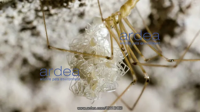 : Cellar spider - female holding newly hatched spiderlings - U : Cellar spider - female holding newly hatched spiderlings - U