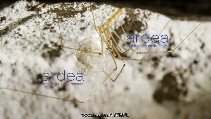 : Cellar spider - female holding newly hatched spiderlings - U : Cellar spider - female holding newly hatched spiderlings - U