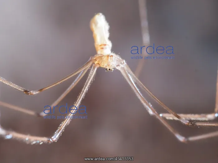 : Cellar Spider - female - UK : Cellar Spider - female - UK