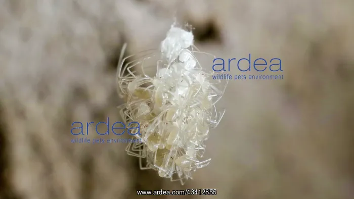 : Cellar spider - newly hatched spiderlings suspended on web - : Cellar spider - newly hatched spiderlings suspended on web -