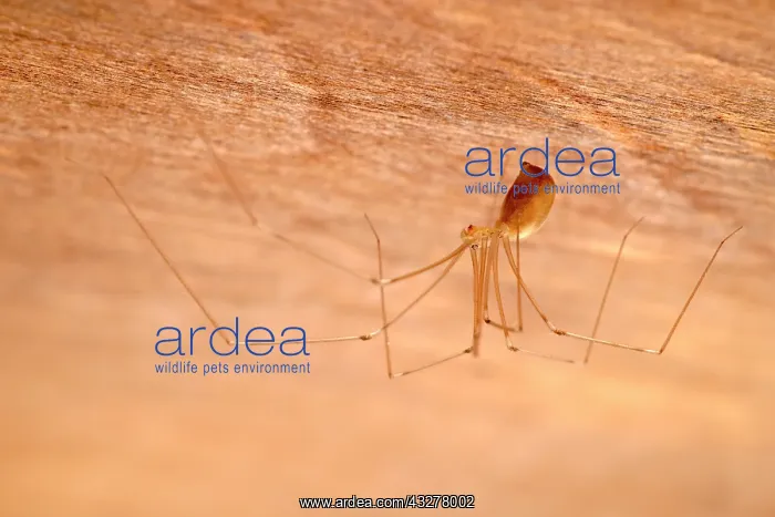 : Cellar Spider - Norfolk UK : Cellar Spider - Norfolk UK