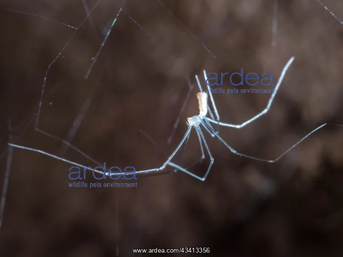 : Cellar Spider - spiderling after 1st moult with longer legs : Cellar Spider - spiderling after 1st moult with longer legs