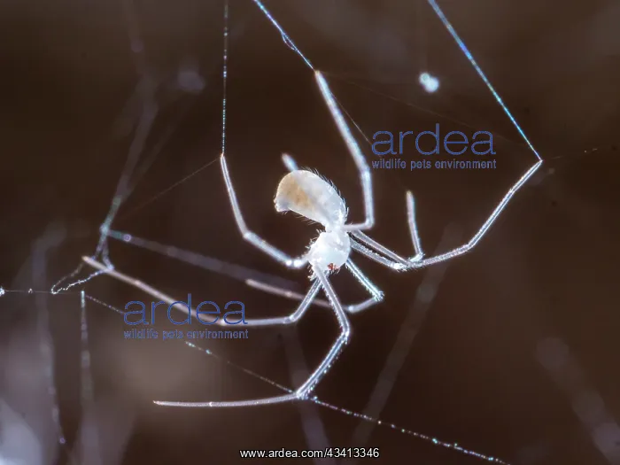 : Cellar Spider - spiderling - UK : Cellar Spider - spiderling - UK