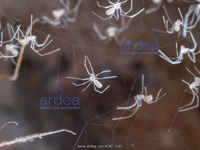 : Cellar Spider - spiderlings - UK : Cellar Spider - spiderlings - UK