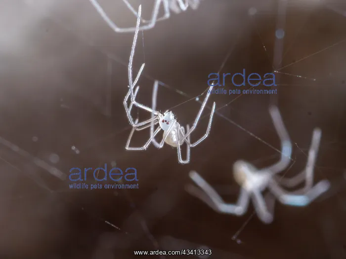 : Cellar Spider - spiderlings - UK : Cellar Spider - spiderlings - UK