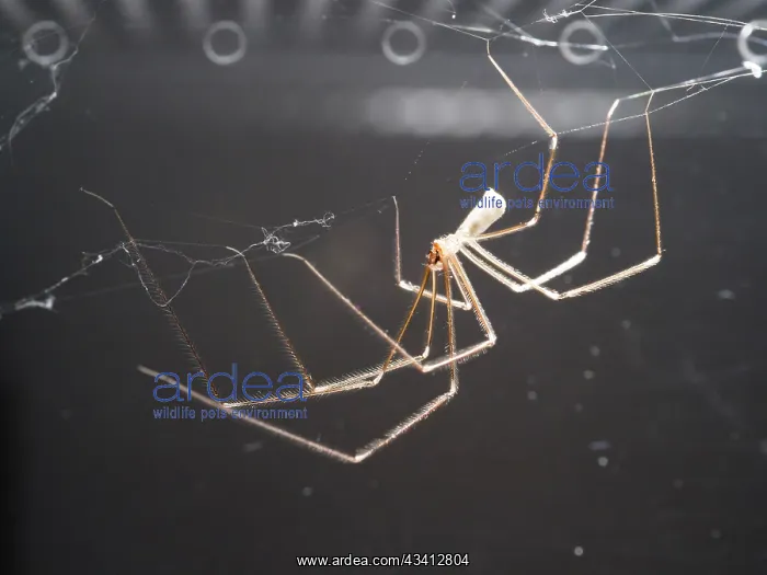 : Cellar Spider - suspended from web- UK : Cellar Spider - suspended from web- UK