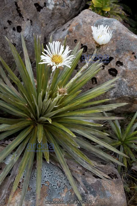  : Celmisia armstrongii