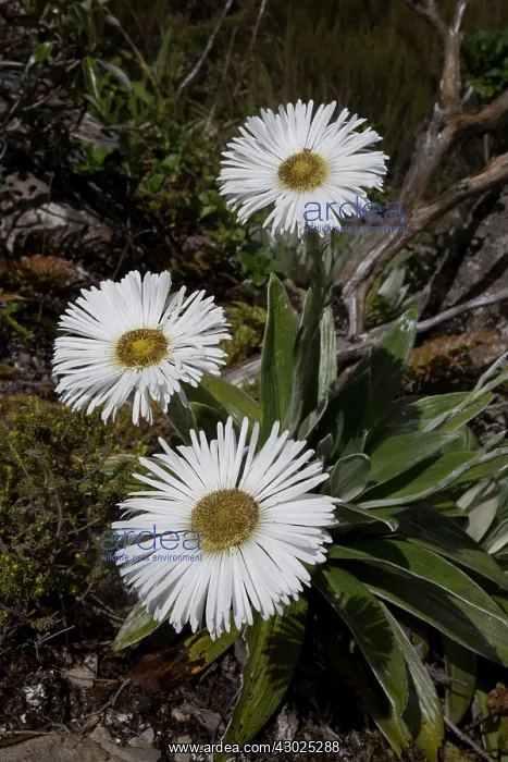 : Celmisia semicordata distribution: alpine grasslands : Celmisia semicordata distribution: alpine grasslands