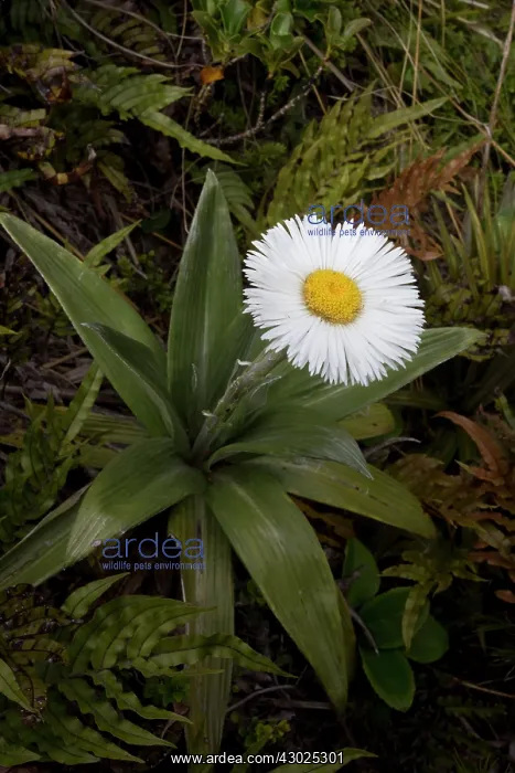  : Celmisia verbascifolia