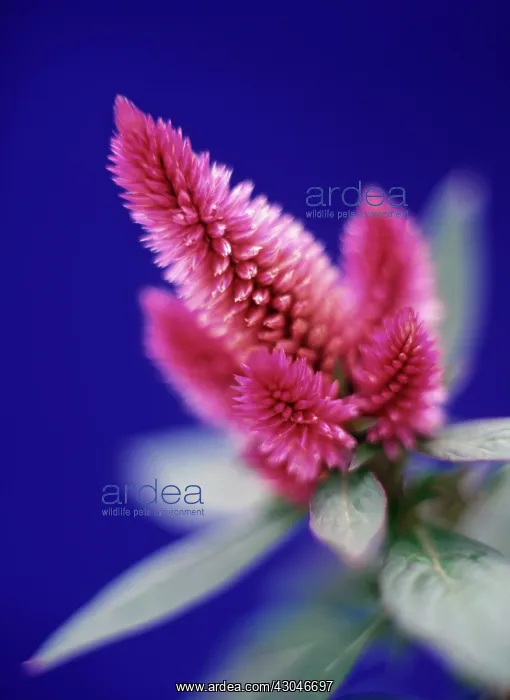 : Celosia, Celosia caracas : Celosia, Celosia caracas