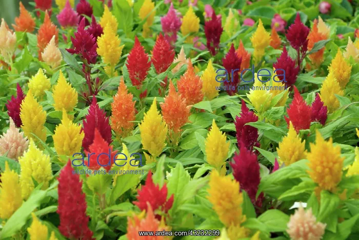 : Celosia, Celosia caracas : Celosia, Celosia caracas