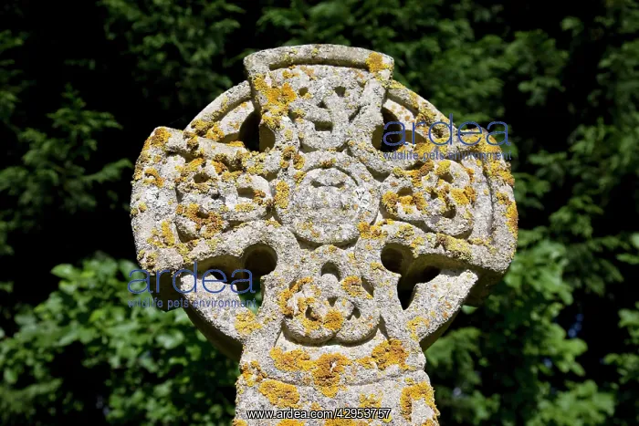 : Celtic Cross - covered in lichens : Celtic Cross - covered in lichens
