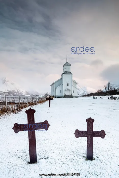 : Cemetery with graves and church of Gimscy, Gimsoykirke : Cemetery with graves and church of Gimscy, Gimsoykirke