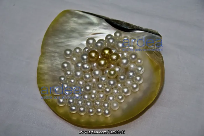 : Cendana pearls from pearl farm in Aljui : Cendana pearls from pearl farm in Aljui