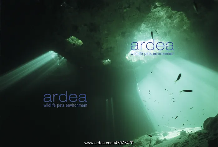 : Cenote Esqueleto : Cenote Esqueleto