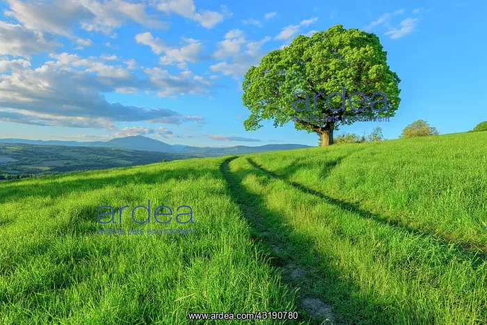 : Centenary chestnut tree in the countryside, in the : Centenary chestnut tree in the countryside, in the