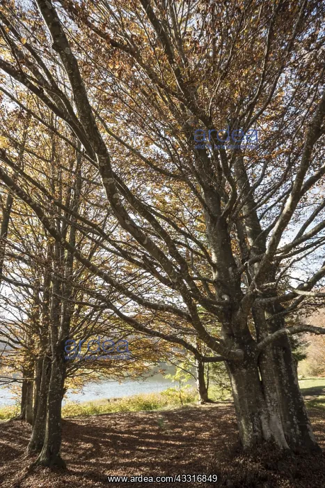 : Centenary European beech or common beech (Fagus : Centenary European beech or common beech (Fagus