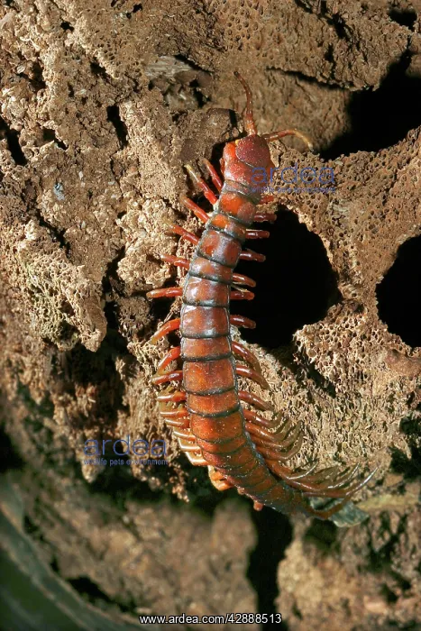 : Centipede (Scolopendra rarispina). Mayotte : Centipede (Scolopendra rarispina). Mayotte