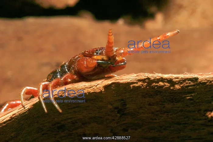 : Centipede (Scolopendra rarispina). Mayotte Island Indian Ocean : Centipede (Scolopendra rarispina). Mayotte Island Indian Ocean