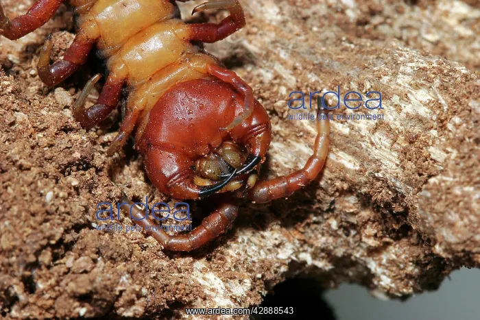 : Centipede (Scolopendra rarispina). Mayotte Island Indian Ocean : Centipede (Scolopendra rarispina). Mayotte Island Indian Ocean