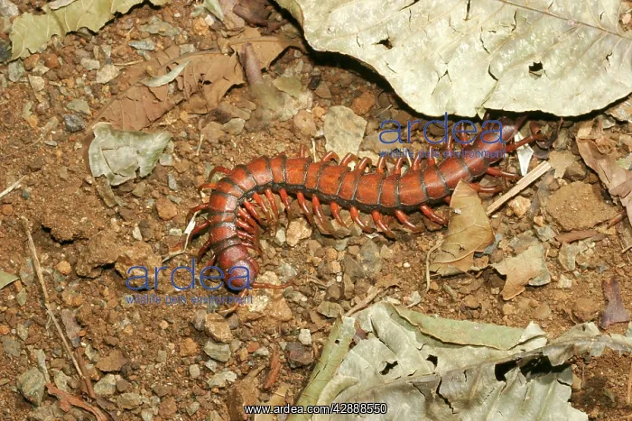 : Centipede (Scolopendra rarispina). Mayotte Island Indian Ocean : Centipede (Scolopendra rarispina). Mayotte Island Indian Ocean
