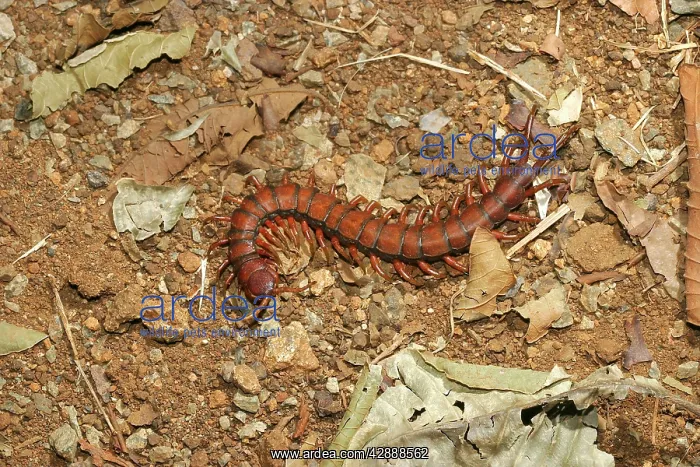 : Centipede (Scolopendra rarispina). Mayotte Island Indian Ocean : Centipede (Scolopendra rarispina). Mayotte Island Indian Ocean