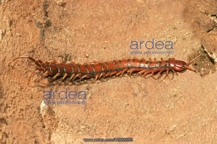 : Centipede (Scolopendra rarispina). Mayotte Island Indian Ocean : Centipede (Scolopendra rarispina). Mayotte Island Indian Ocean