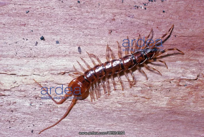  : CENTIPEDE (Anthropoda)