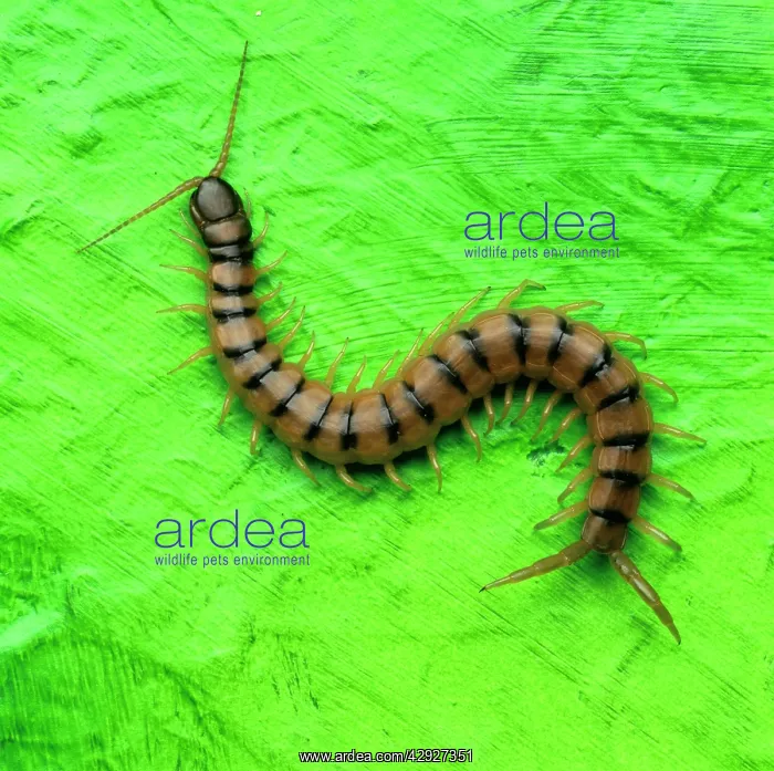  : Centipede