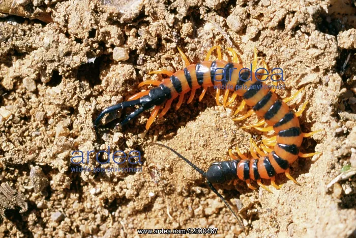 : Centipede (Aposematic coloration). Namaqualand, South Africa : Centipede (Aposematic coloration). Namaqualand, South Africa