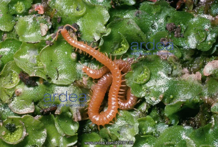  : Centipede (Haplophilus subterraneus)