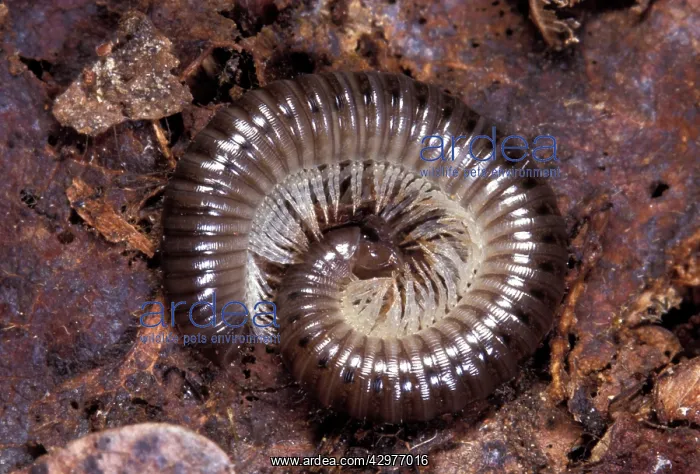 : Centipede (Schizophyllum sabulosum). Europe : Centipede (Schizophyllum sabulosum). Europe