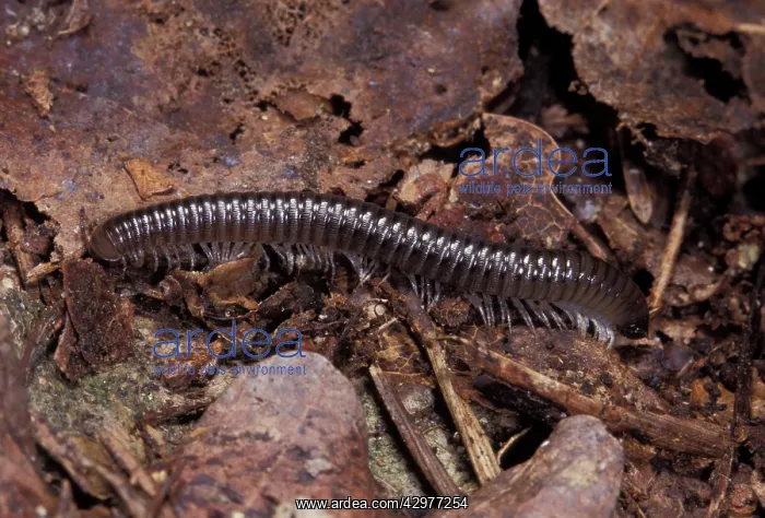 : Centipede (Schizophyllum sabulosum). Europe : Centipede (Schizophyllum sabulosum). Europe