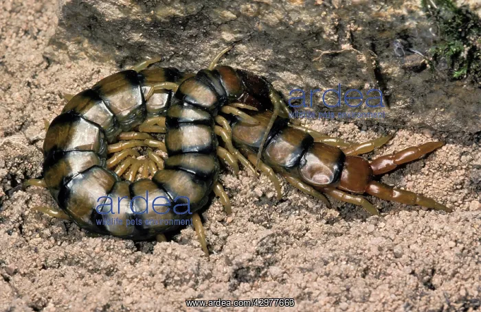 : Centipede (Scolopendra cingulata). South Europe : Centipede (Scolopendra cingulata). South Europe