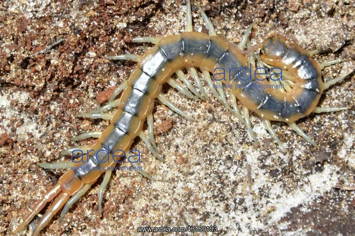 : Centipede. Florida Blue Centipede (Scolopendra viridis); DeLand, FL; April : Centipede. Florida Blue Centipede (Scolopendra viridis); DeLand, FL; April