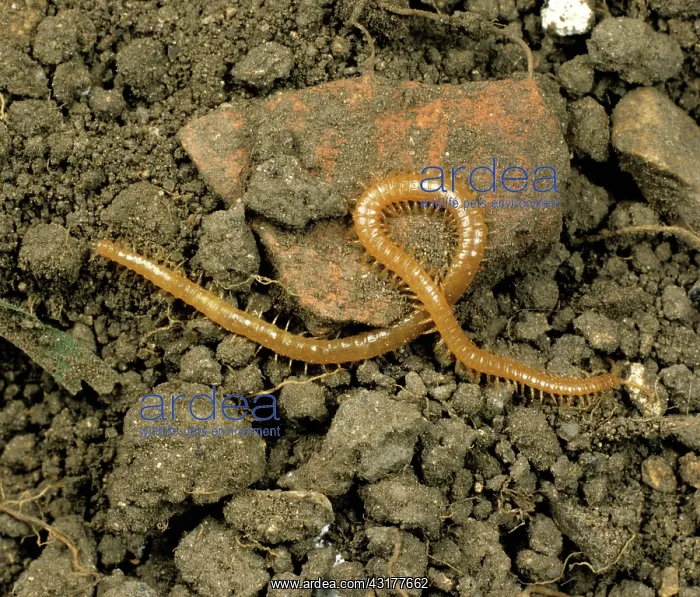  : Centipede (Necrophloeophagus longicornis) on the soil surface