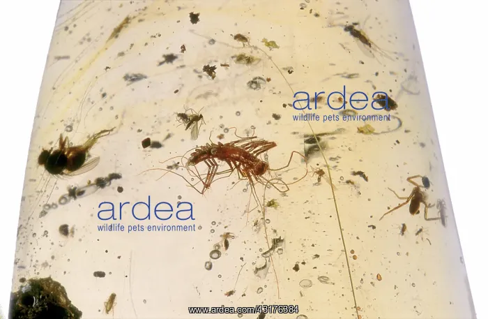 : Centipede in Amber : Centipede in Amber