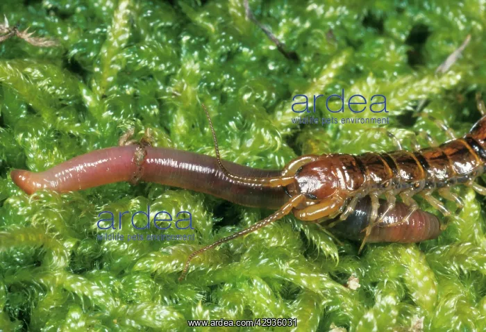 : CENTIPEDE - attacking an earthworm : CENTIPEDE - attacking an earthworm