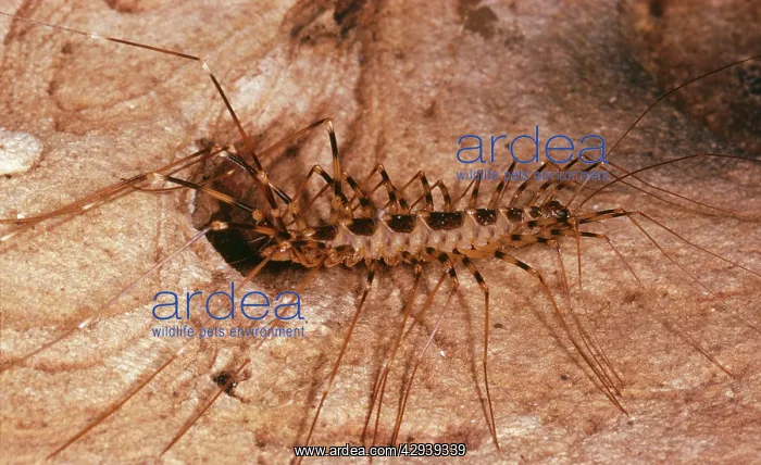 : Centipede - in cave : Centipede - in cave