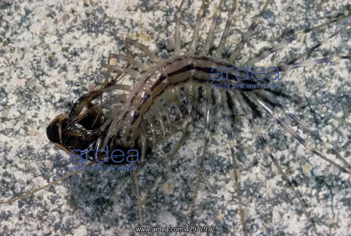 : Centipede - eating a cockroach : Centipede - eating a cockroach