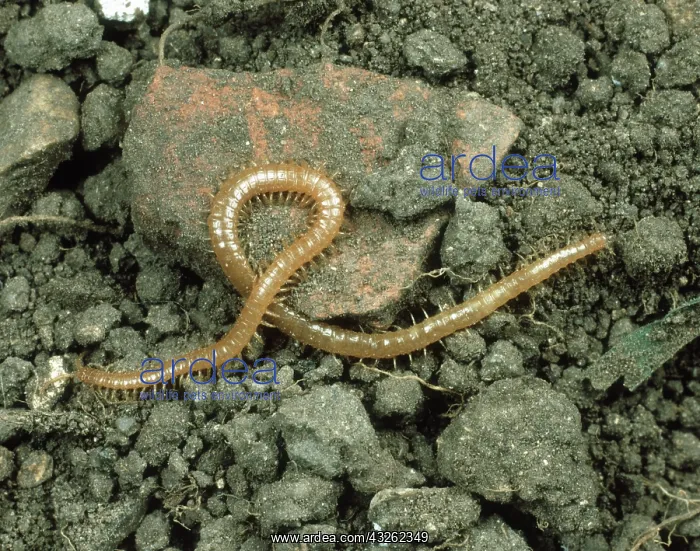 : Centipede (Geophilus spp.) : Centipede (Geophilus spp.)