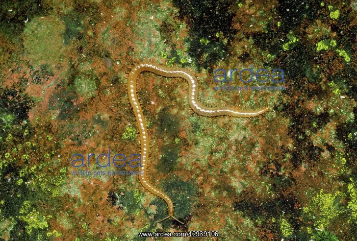 : Centipede - luminous : Centipede - luminous