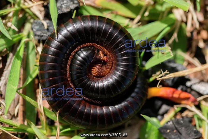 : Centipede (Myriapoda), rolled up, South Africa : Centipede (Myriapoda), rolled up, South Africa