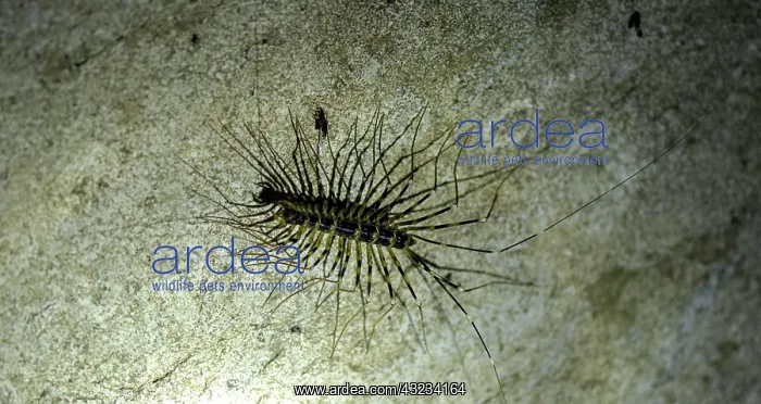  : Centipede on rock